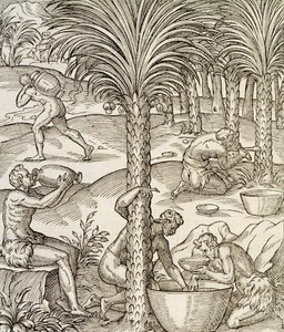 椰子の木から飲み物を作るカーボベルデの住人たち、アンドレ・テヴェ（1504-1592）の『万国宇宙論』からの版画、パリ、アフリカ、1575年 作： Andre Thevet