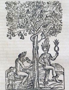 熱帯の薬用植物であるナナの実、アンドレ・テベ（1504-1592）の「万国宇宙論」の版画、パリ