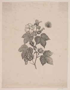 綿花 作： Andreas Flinch