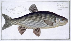 ガブリエルボデネール（1673-1766）によって刻まれた、マーカスエリサーブロッホ（1723-99）による「魚類学、または魚の一般的および特定の自然史」からのチャブ（キプロスイェーゼス）プレートVI発行c