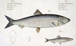 Marcus Elieser Bloch（1723-99）による「Ichthyologie、ou histoire naturelle generale et particuliere des poissons」からのニシン（Clupea Harengus）（図1）およびSprat（Clupea Sprattus）プレートXXIXの彫刻