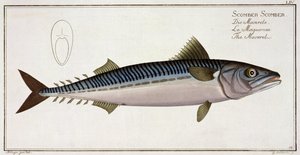 ガブリエルボデネール（1673-1766）、publ 作： Andreas Ludwig Kruger