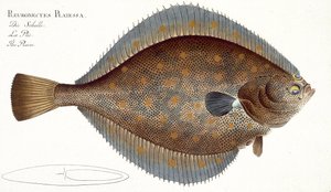 マーカス・エリーザー・ブロック（1723-99）による「魚類学、または魚の一般的および特定の自然史」からのアカガレイ（Pleuronectes Platessa）プレートXLII、c.1785-99発行