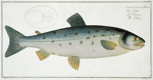 サーカス（サルモサラール）プレートXX、「魚類学、または魚の一般的および特定の自然史」、Marcus Elieser Bloch（1723-99）、Gabriel Bodenehr（1673-1766）によって彫刻、c