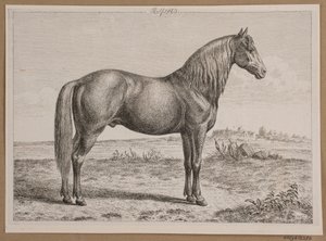 ロルフ。 野原の馬 作： Andreas Peter Madsen