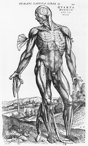 Andreas Vesaliusによる「The Human Body Device」（1514-64）、バーゼル、1543年の解剖学的研究