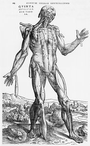 Andreas Vesaliusによる「The Human Body Device」（1514-64）、バーゼル、1543年の解剖学的研究