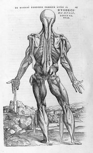 アンドレア・ヴェサリオ（1514 - 1564）、シャルル5世の医師。"Humani corporis fabrica libri septem", Basel 1543.