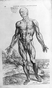 アンドレア・ヴェサリオ（1514 - 1564）、シャルル5世の医師。"Humani corporis fabrica libri septem", Basel 1543.