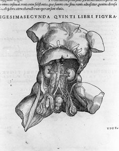 アンドレア・ヴェサリオ（1514 - 1564）、シャルル5世の医師。"Humani corporis fabrica libri septem", Basel 1543. 作： Andreas Vesalius