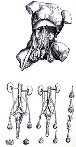 De Humani Corporis Fabricaの5冊目の版 作： Andreas Vesalius