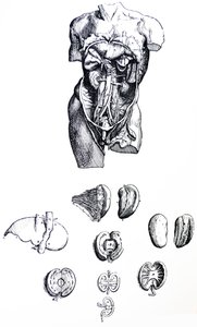 De Humani Corporis Fabricaの5冊目の版 作： Andreas Vesalius