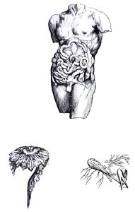 De Humani Corporis Fabricaの5冊目の版 作： Andreas Vesalius