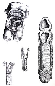 De Humani Corporis Fabricaの5冊目の版 作： Andreas Vesalius