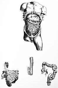 De Humani Corporis Fabricaの5冊目の版 作： Andreas Vesalius