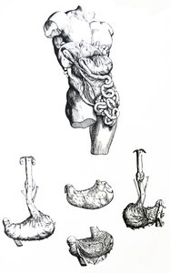De Humani Corporis Fabricaの5冊目の版 作： Andreas Vesalius