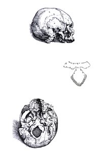 De Humani Corporis Fabricaの最初の本のプレート 作： Andreas Vesalius