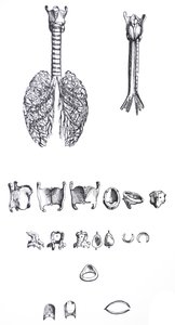 De Humani Corporis Fabricaの最初の本のプレート 作： Andreas Vesalius