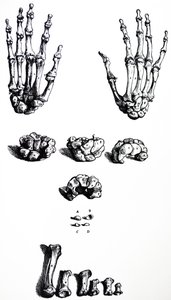 De Humani Corporis Fabricaの最初の本のプレート 作： Andreas Vesalius