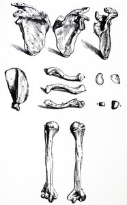 De Humani Corporis Fabricaの最初の本のプレート 作： Andreas Vesalius