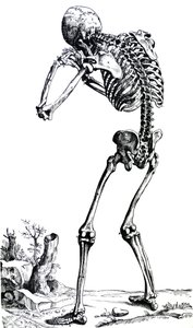 De Humani Corporis Fabricaの最初の本のプレート 作： Andreas Vesalius