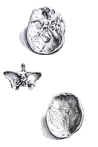 De Humani Corporis Fabricaの最初の本のプレート 作： Andreas Vesalius