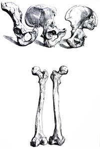 De Humani Corporis Fabricaの最初の本のプレート 作： Andreas Vesalius