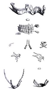 De Humani Corporis Fabricaの最初の本のプレート 作： Andreas Vesalius