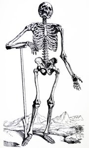 De Humani Corporis Fabricaの最初の本のプレート 作： Andreas Vesalius