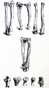 De Humani Corporis Fabricaの最初の本のプレート