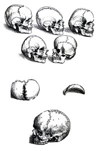 アンドレアスヴェサリウス作のデヒューマニコルポリスファブリカの最初の本のプレート（1514-1564） 作： Andreas Vesalius