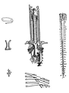 デヒューマニコルポリスファブリカの4冊目の版 作： Andreas Vesalius