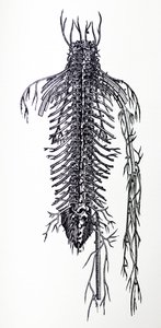 デヒューマニコルポリスファブリカの4冊目の版 作： Andreas Vesalius