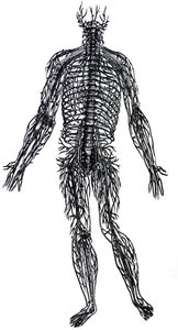 デヒューマニコルポリスファブリカの4冊目の版 作： Andreas Vesalius