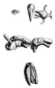 De Humani Corporis Fabricaの2冊目のプレート 作： Andreas Vesalius