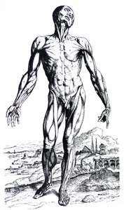De Humani Corporis Fabricaの2冊目のプレート 作： Andreas Vesalius