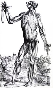 De Humani Corporis Fabricaの2冊目のプレート 作： Andreas Vesalius