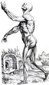 De Humani Corporis Fabricaの2冊目のプレート 作： Andreas Vesalius