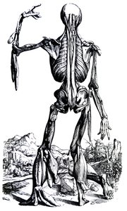 De Humani Corporis Fabricaの2冊目のプレート 作： Andreas Vesalius