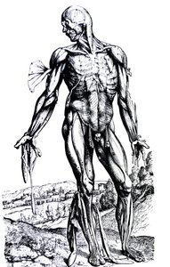 De Humani Corporis Fabricaの2冊目のプレート 作： Andreas Vesalius