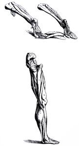 De Humani Corporis Fabricaの2冊目のプレート 作： Andreas Vesalius