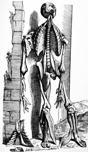 De Humani Corporis Fabricaの2冊目のプレート 作： Andreas Vesalius