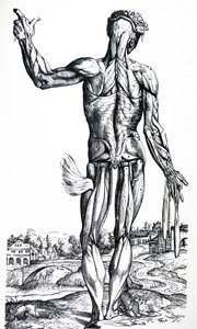 De Humani Corporis Fabricaの2冊目のプレート 作： Andreas Vesalius