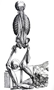De Humani Corporis Fabricaの2冊目のプレート 作： Andreas Vesalius