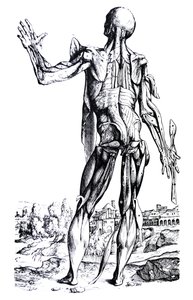 De Humani Corporis Fabricaの2冊目のプレート 作： Andreas Vesalius