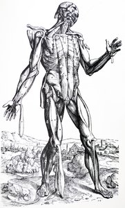 De Humani Corporis Fabricaの2冊目のプレート 作： Andreas Vesalius