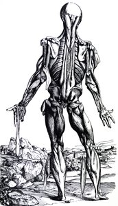 De Humani Corporis Fabricaの2冊目のプレート 作： Andreas Vesalius