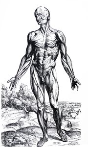De Humani Corporis Fabricaの2冊目のプレート 作： Andreas Vesalius