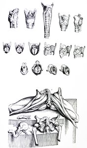 De Humani Corporis Fabricaの2冊目のプレート 作： Andreas Vesalius
