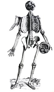 De Humani Corporis Fabricaの7番目の本のプレート 作： Andreas Vesalius